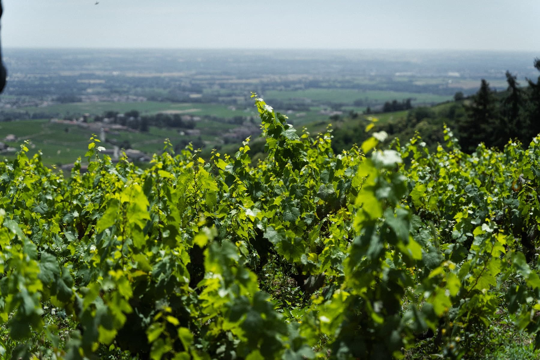 WINE JAM: BEAUJOLAIS